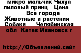 микро мальчик Чихуа лиловый принц › Цена ­ 90 - Все города Животные и растения » Собаки   . Челябинская обл.,Катав-Ивановск г.